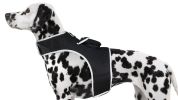 NEW Mini GPS GSM Pet Tracker Locator Alarm Cat Dog Protection Security Size:XXL