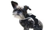 NEW Mini GPS GSM Pet Tracker Locator Alarm Cat Dog Protection Security Size:XS
